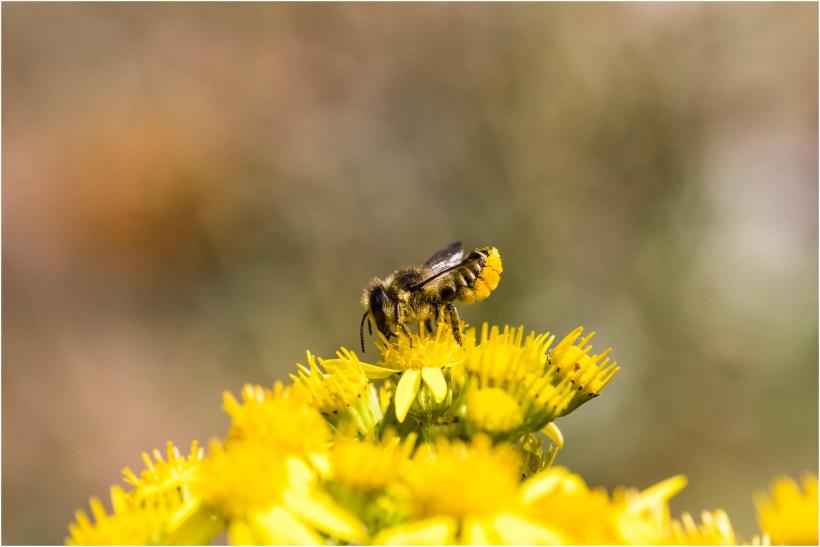 mason bee female IMG_8176_DxO-1.jpg